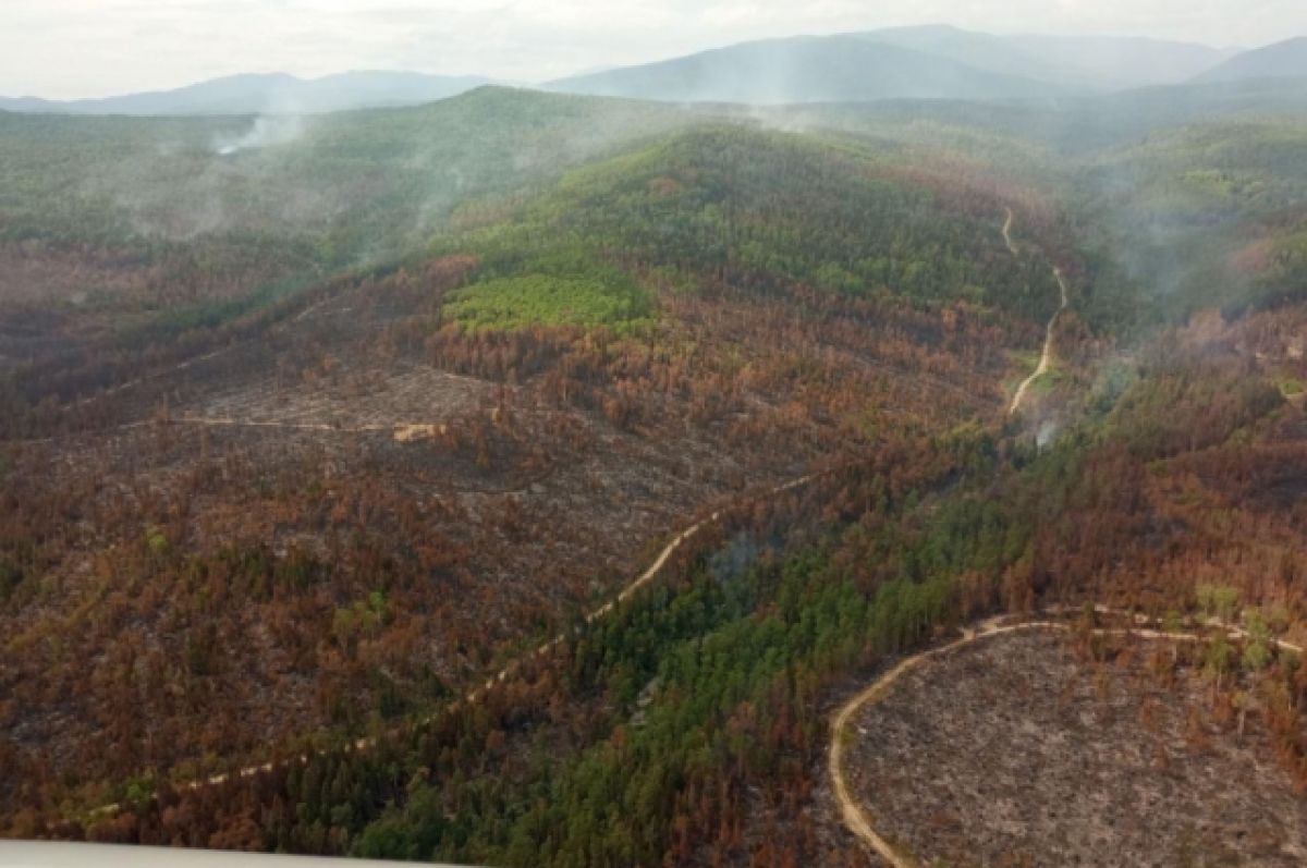 Путин поручил главе МЧС представить предложения по тушению лесных пожаров