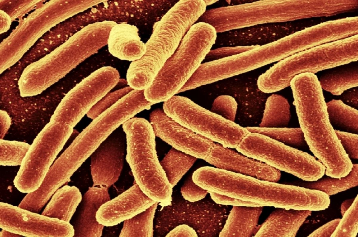 Кишечная палочка это. Бактерия Escherichia coli. Кишечная палочка Escherichia coli. Кишечная палочка (e. coli). Бактерии эшерихии.