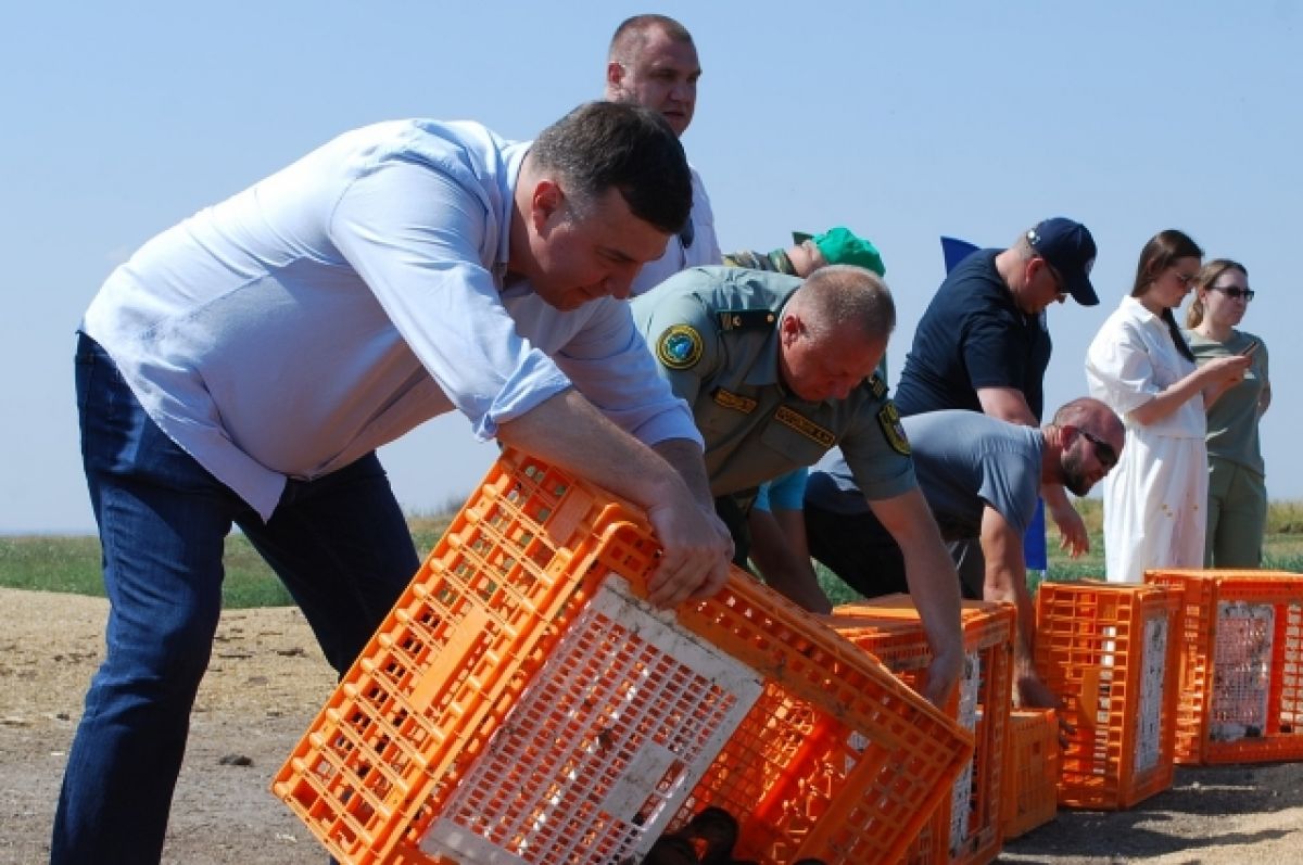 В Ростовской области в естественную среду выпустили 70 гусей и 250 уток