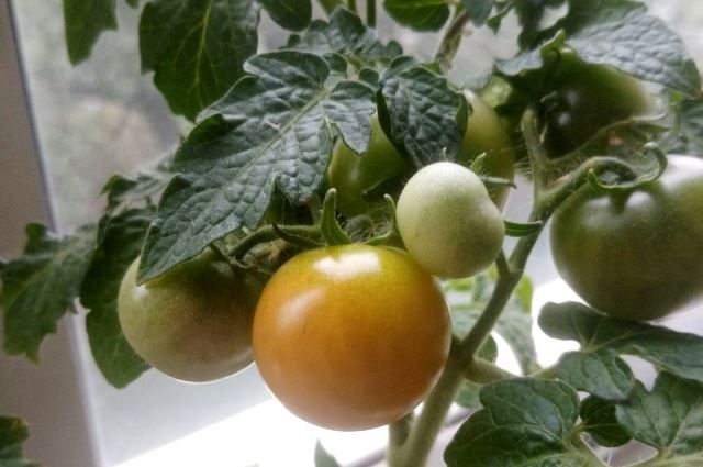 Вырастить помидоры можно и на балконе, главное - не забывать про удобрения.
