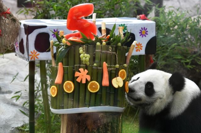 День рождения панд в Московском зоопарке