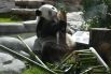 Панда в Московском зоопарке