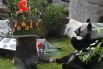 Большая панда Диндин угощается именинным бамбуковым тортом в Московском зоопарке
