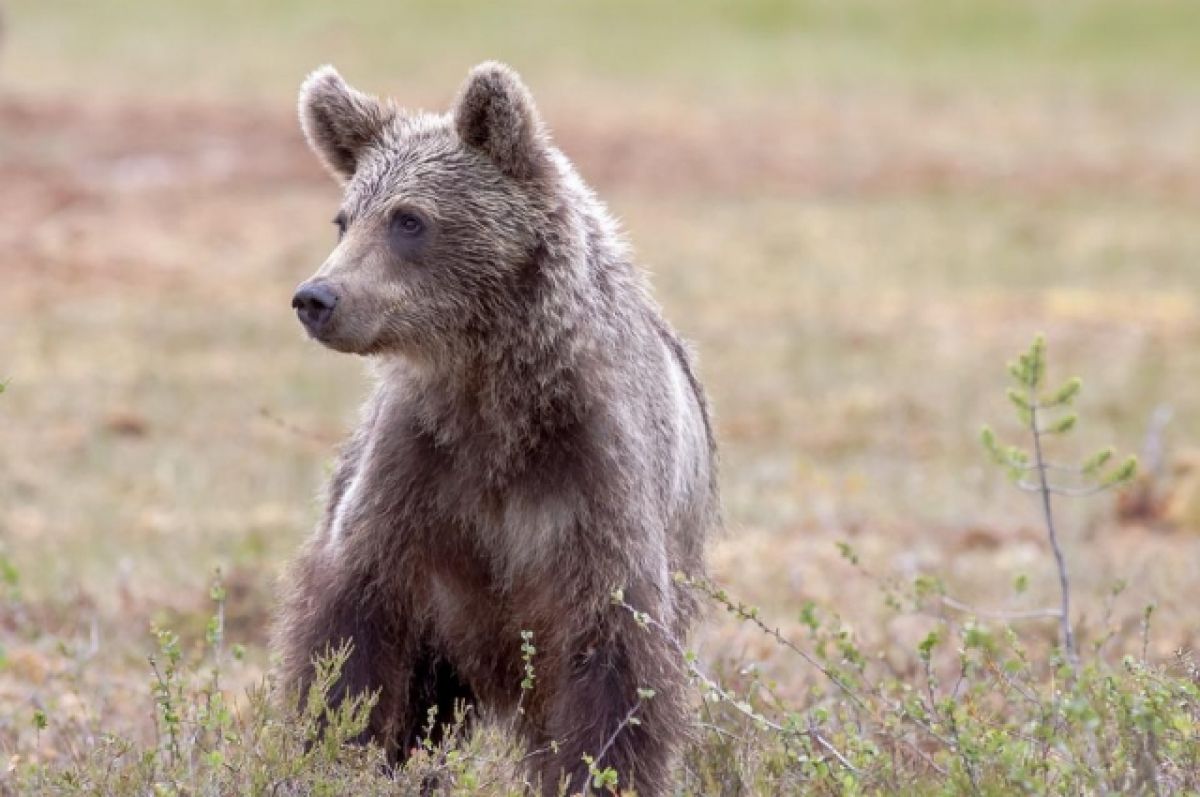 Полиция проводит проверку после убийства медвежонка под Ханты-Мансийском