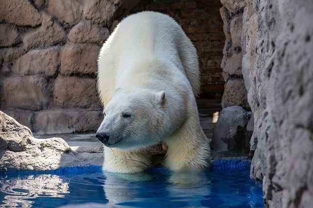 Новичок парка флоры и фауны - сын известного красноярского белого медведя Седова, который сейчас находится в Геленджике.