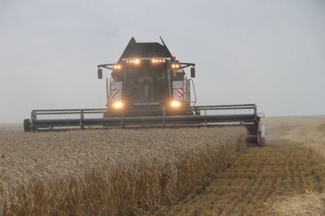 В этом году в выигрыше те сорта пшеницы, которые созревают раньше.