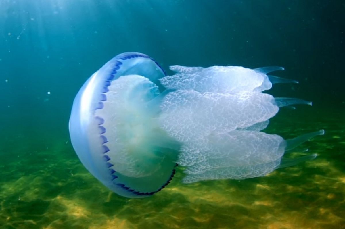 Донской Росприроднадзор объяснил нашествие медуз в Азовском море