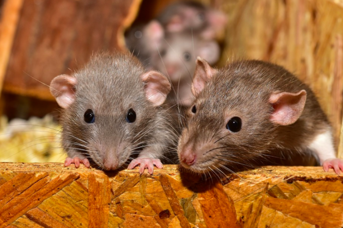 «Стадо» злобных крыс заметили у барнаульской больницы