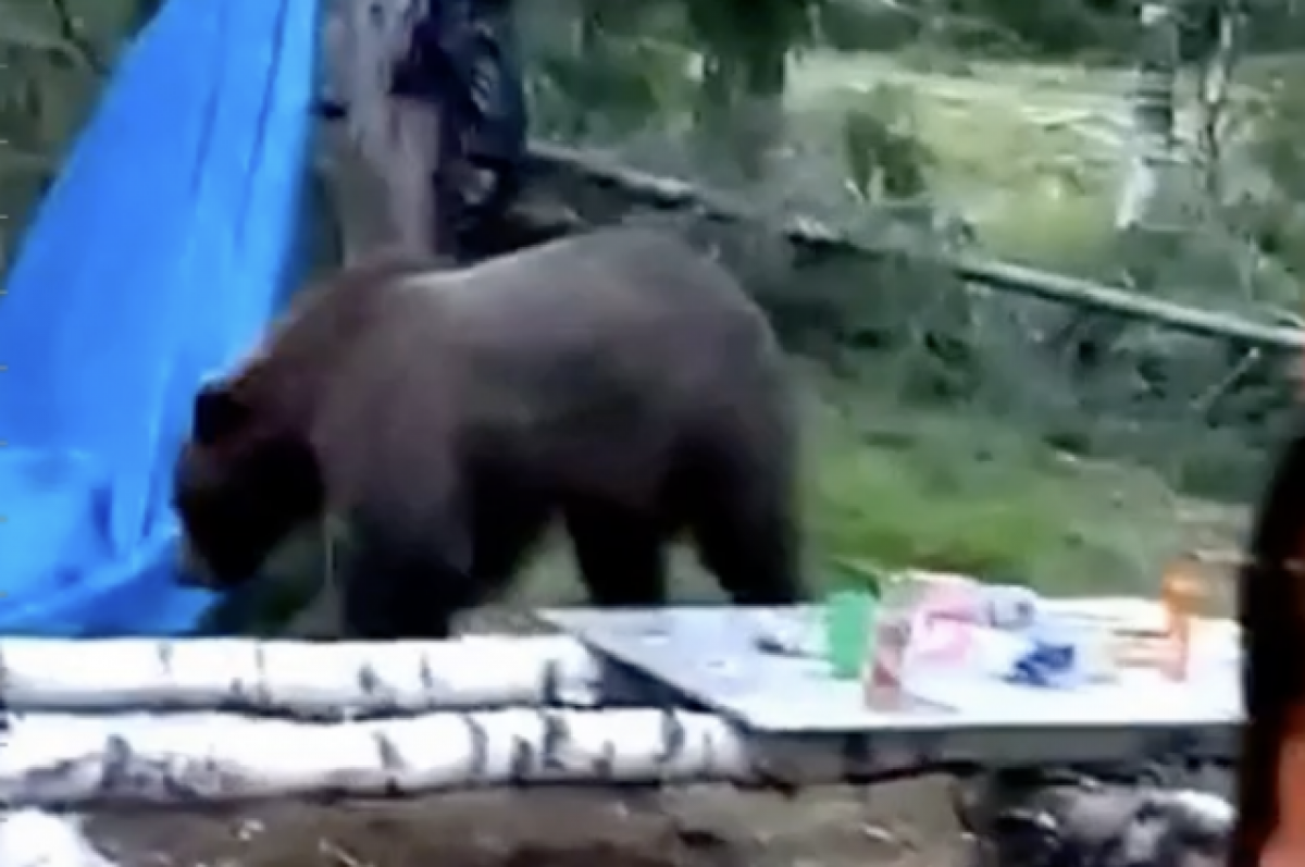 Пожарные в Югре три дня кормили медведя, лишившегося в пожаре берлоги