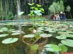 Лотосы в прудах - место притяжения всех туристов, посещающий Ботанический сад в Сухуме.