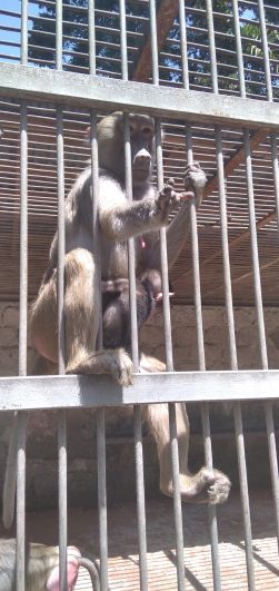 Сухумский обезьяний питомник открыт круглый год.
