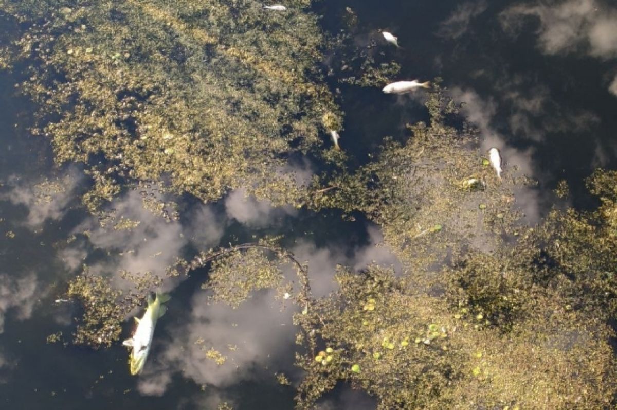 В Ростовской области обнаружили массовый замор рыбы