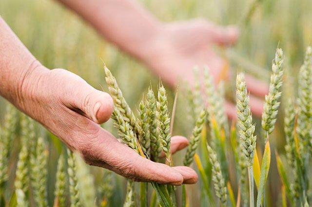 Пшеницы в этом году собрали больше, чем в прошлом.