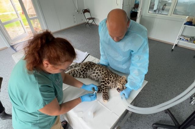 Леопарда вылечили от многочисленных ран и обезвоживания, котенка вакцинировали.