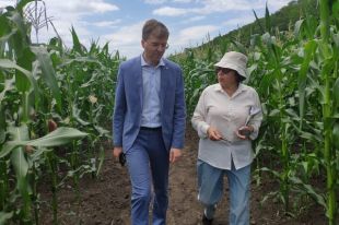 Ставропольские учёные выводят новые гибриды кукурузы. 