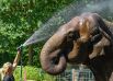 Азиатская слониха в Котбусском зоопарке