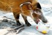 Кистеухая свинья ест лёд в жаркий день в зоопарке Ганновера