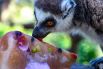 Кошачий лемур ест замороженные фрукты в жаркий день в сафари зоопарке в израильском городе Рамат-Ган