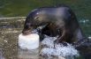 Тюлень ест замороженную рыбу в жаркий день в зоопарке Лейпцига