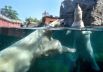 Белые медведи в бассейне в зоопарке Ганновера