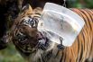 Тигр ест замороженное мясо в жаркий день в биопарке в Риме