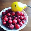Райские яблочки и декоративная тыква Артёма Яцкина, Минеральные Воды.