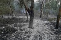 В Кувандыкском округе за день произошло два лесных пожара.