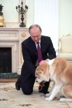 В 2012 году губернатор северной японской префектуры Акита Норихиса Сатакэ вручил Владимиру Путину собаку породы акита-ину.