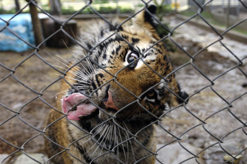 Уссурийская тигрица Машенька, которую подарили на день рождения Владимиру Путину в 2008 году, в вольере «Сафари-парка» в Геленджике.