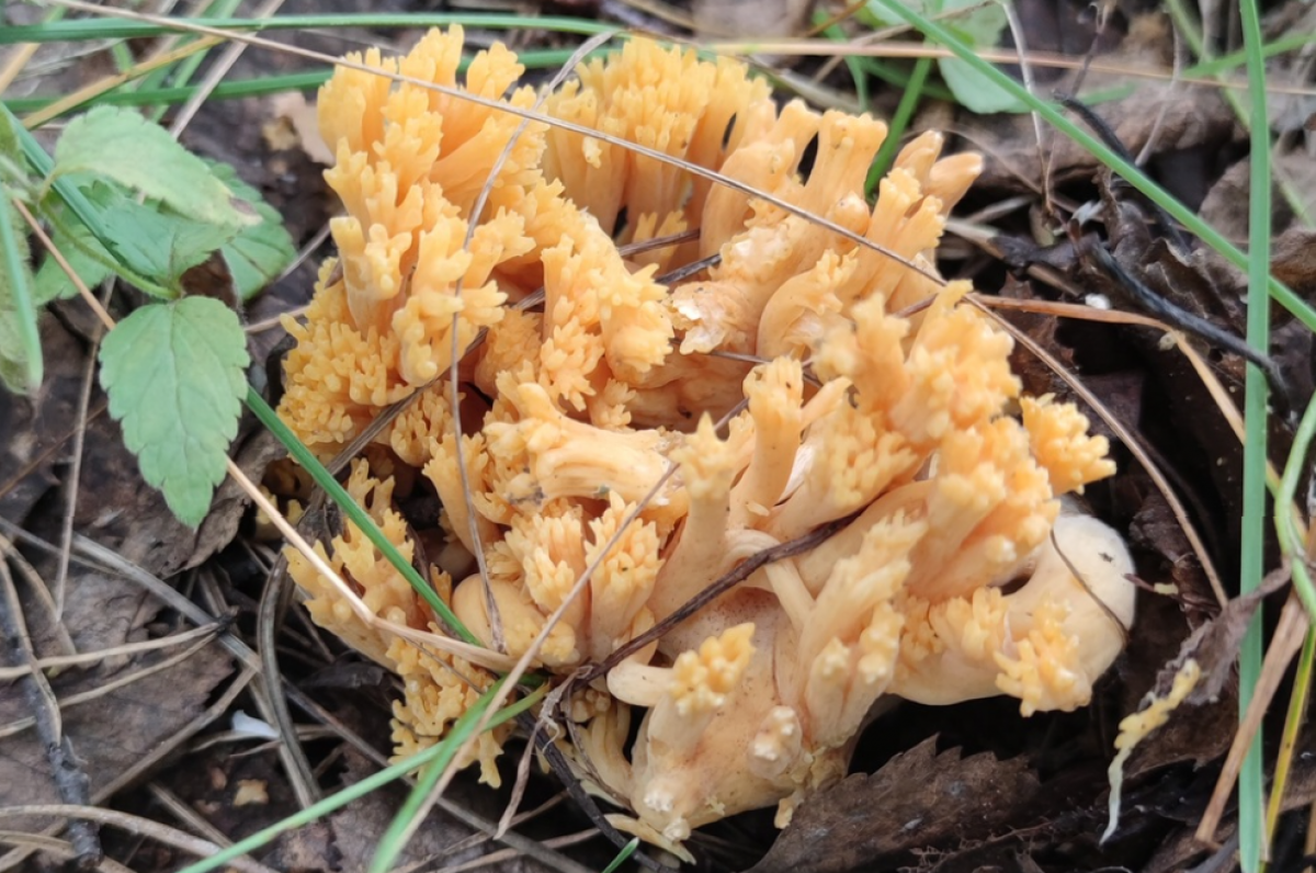 Грибы новосибирске купить. Гриб рыжий коралл. Оранжевый гриб похожий на коралл. Золотистый коралловый гриб. Коралловый гриб съедобный.