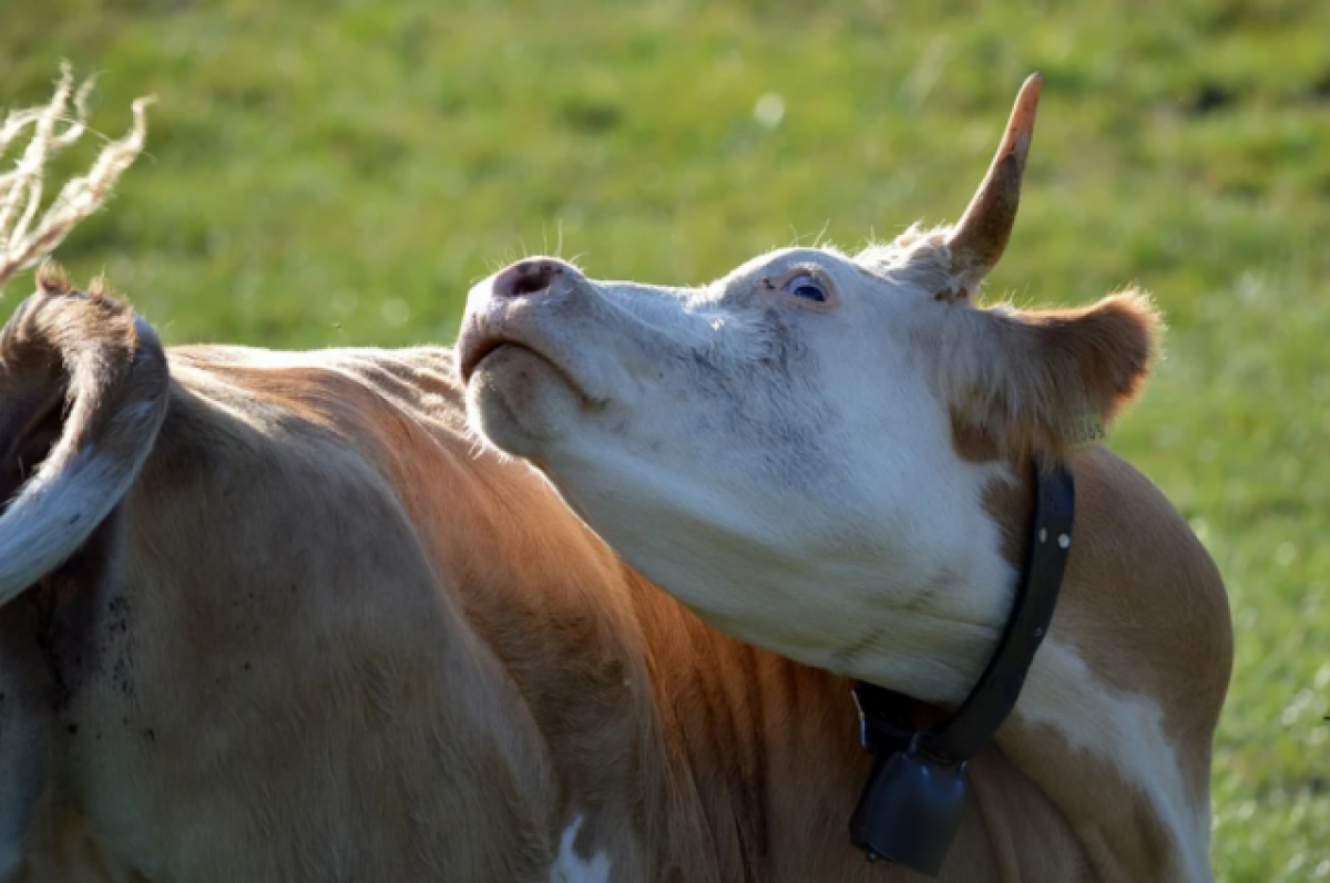 В Ростовской области фермеры стали включать коровам классическую музыку