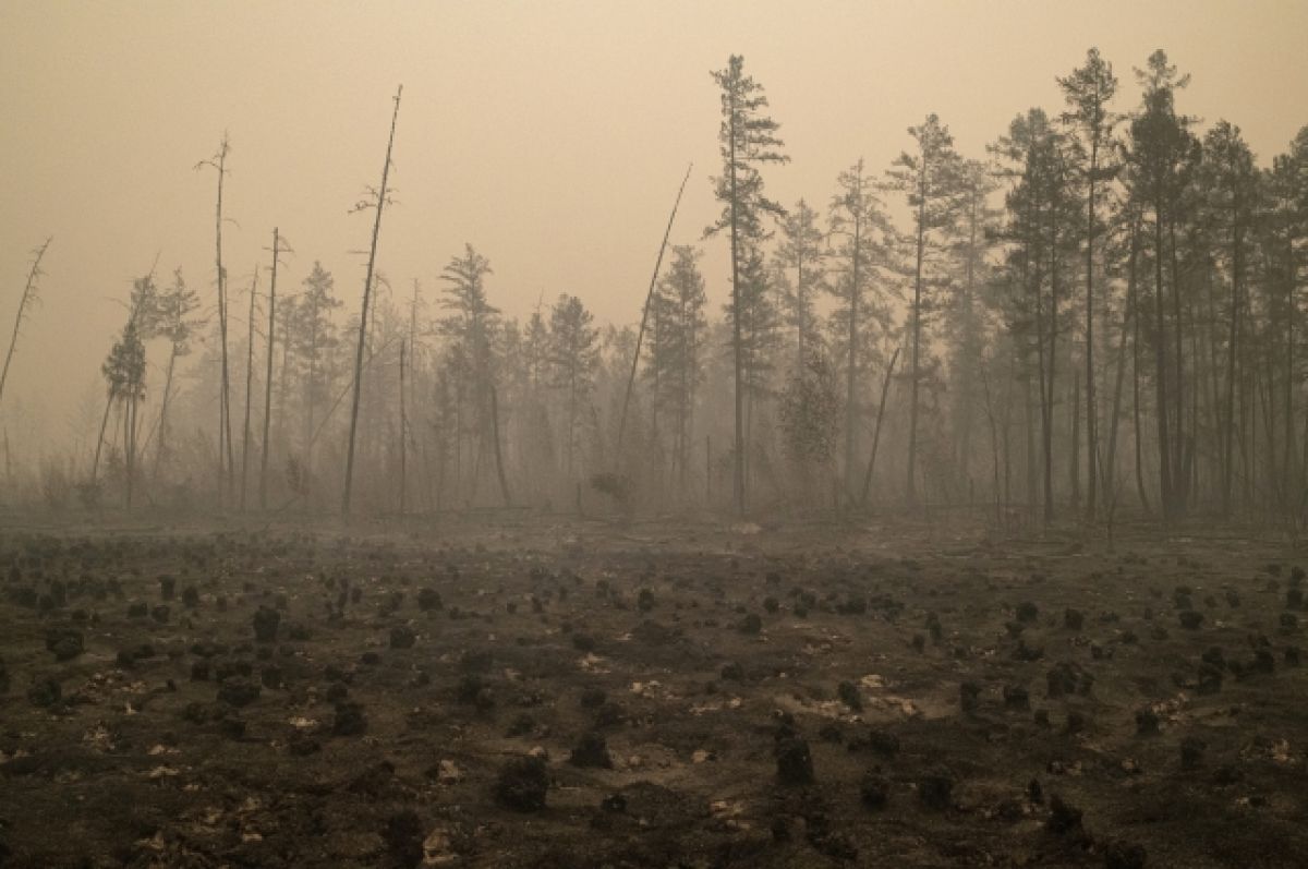 В России за сутки ликвидировали 80 лесных пожаров