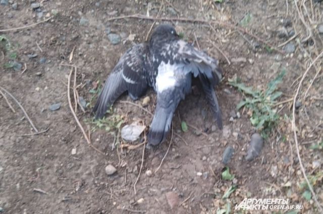 В Оренбурге отмечается массовая гибель голубей.