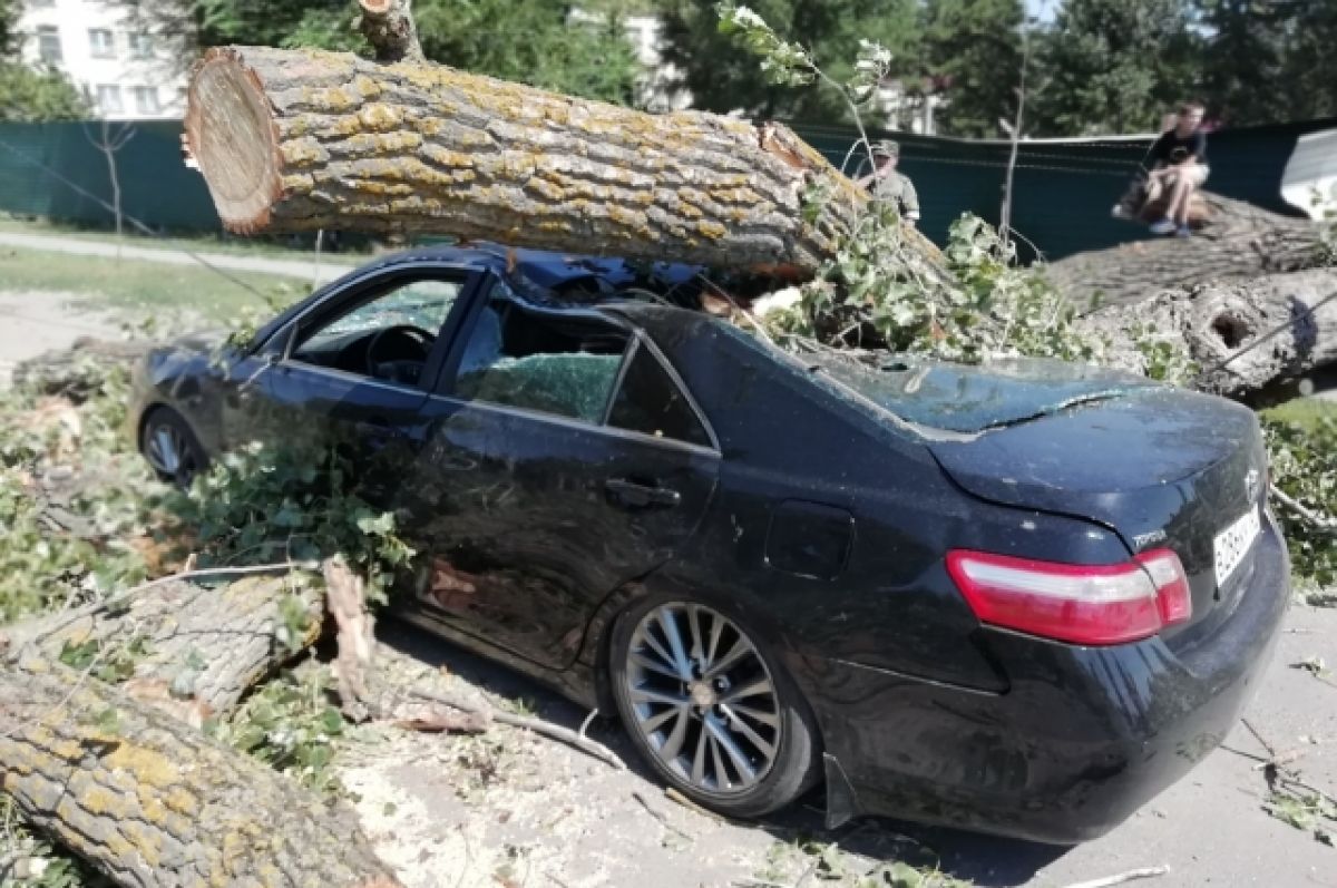 Огромное дерево упало на движущийся автомобиль в Ростовской области