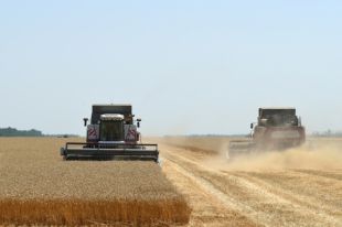 Экспорт пшеницы из России сократился на 27%