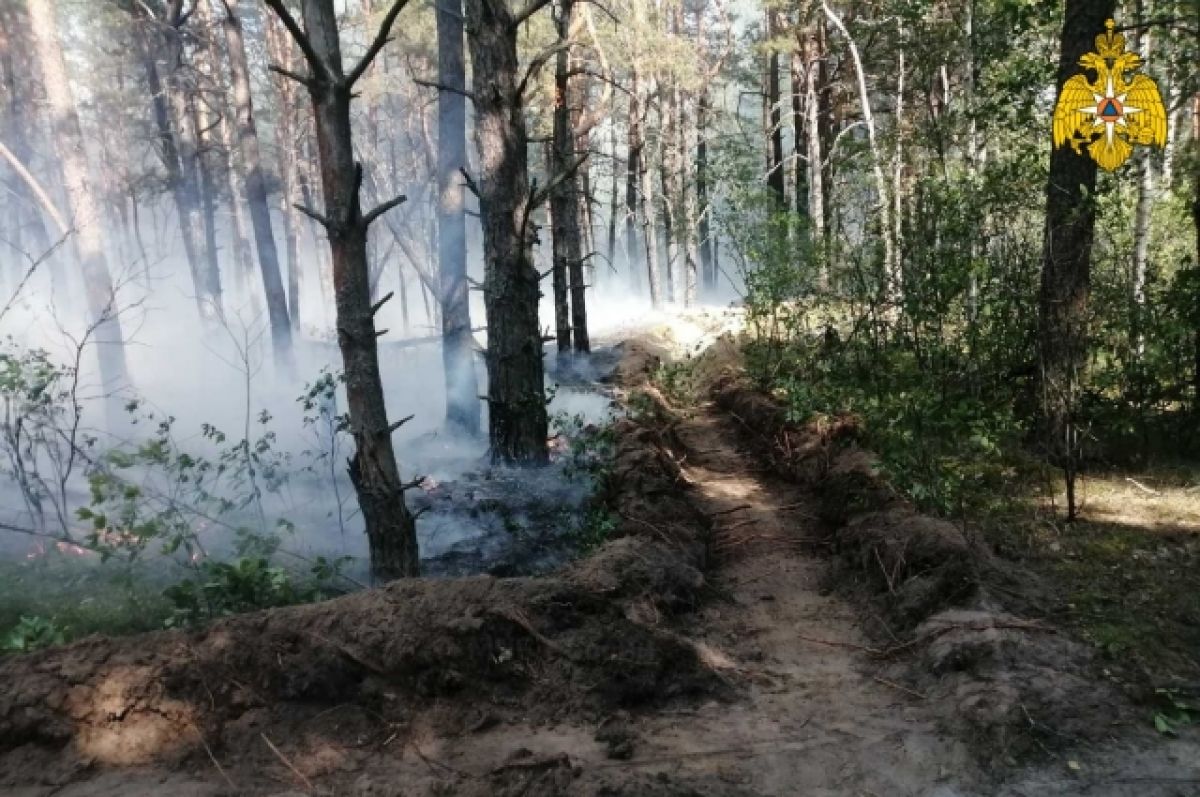 В Новозыбковском районе Брянщины загорелся лес