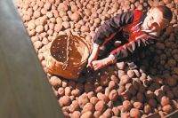 Если в 2000-м частники выращивали 95% от общего картофельного урожая страны (27 млн т), то сейчас – 65%. «Не хочет больше молодёжь заниматься картошкой», – говорят эксперты.