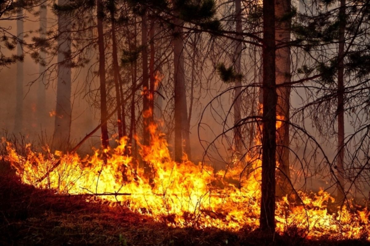 Запах гари от лесных пожаров в Коми дошел до Сыктывкара