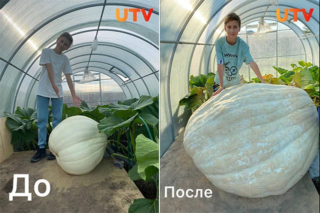 Школьник из Орска вырастил гигантскую тыкву весом 540 кг.