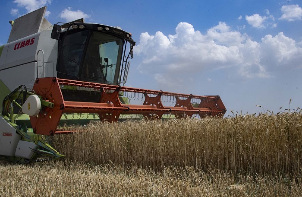Россия может столкнуться с переизбытком зерна. А подешевеет ли хлеб