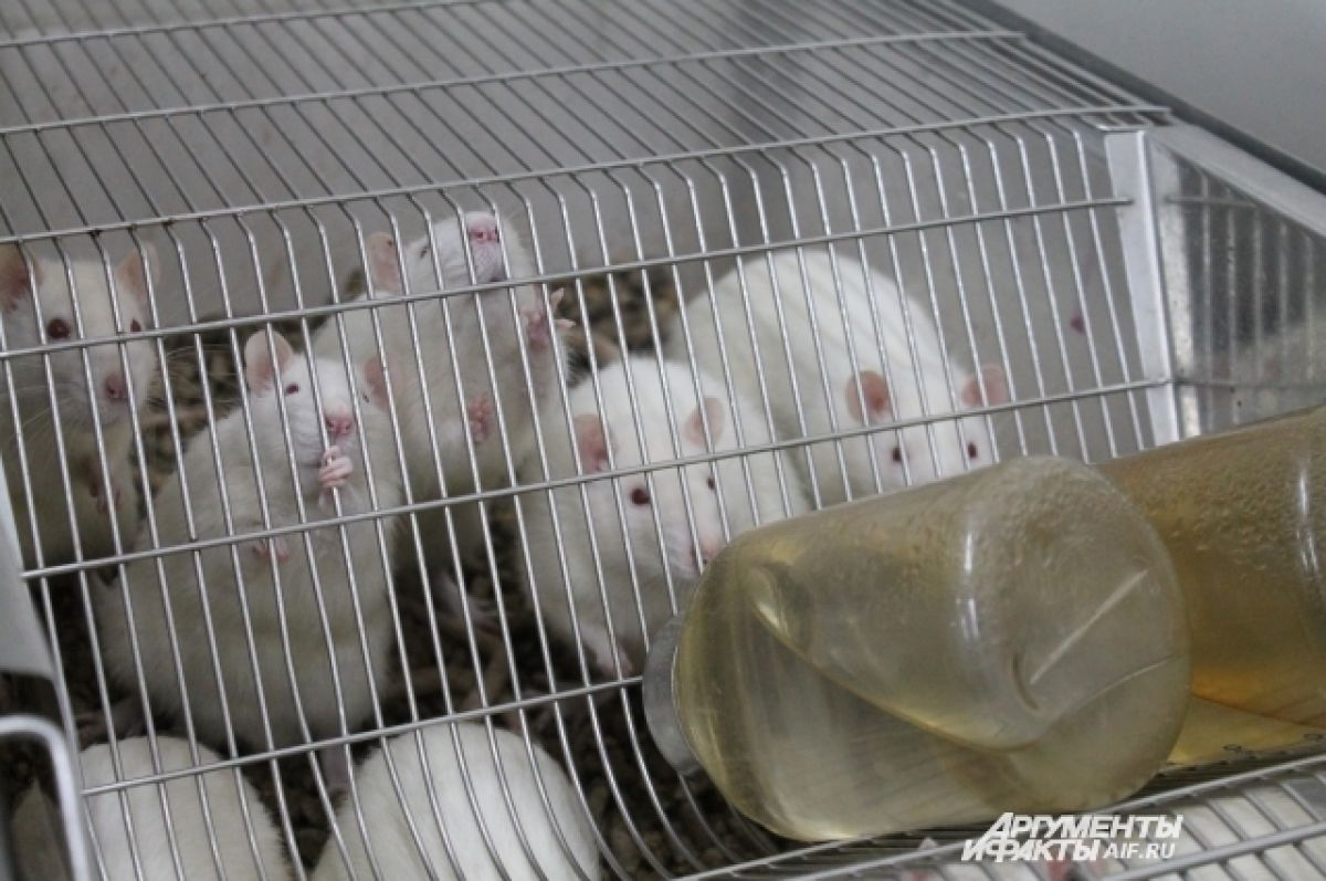 Биологи вырастили зародыш мыши из стволовых клеток