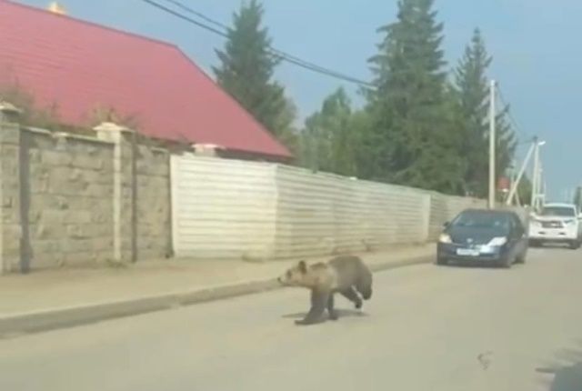 Животное заметили не только на пляже, но и на улицах близлежащего поселка