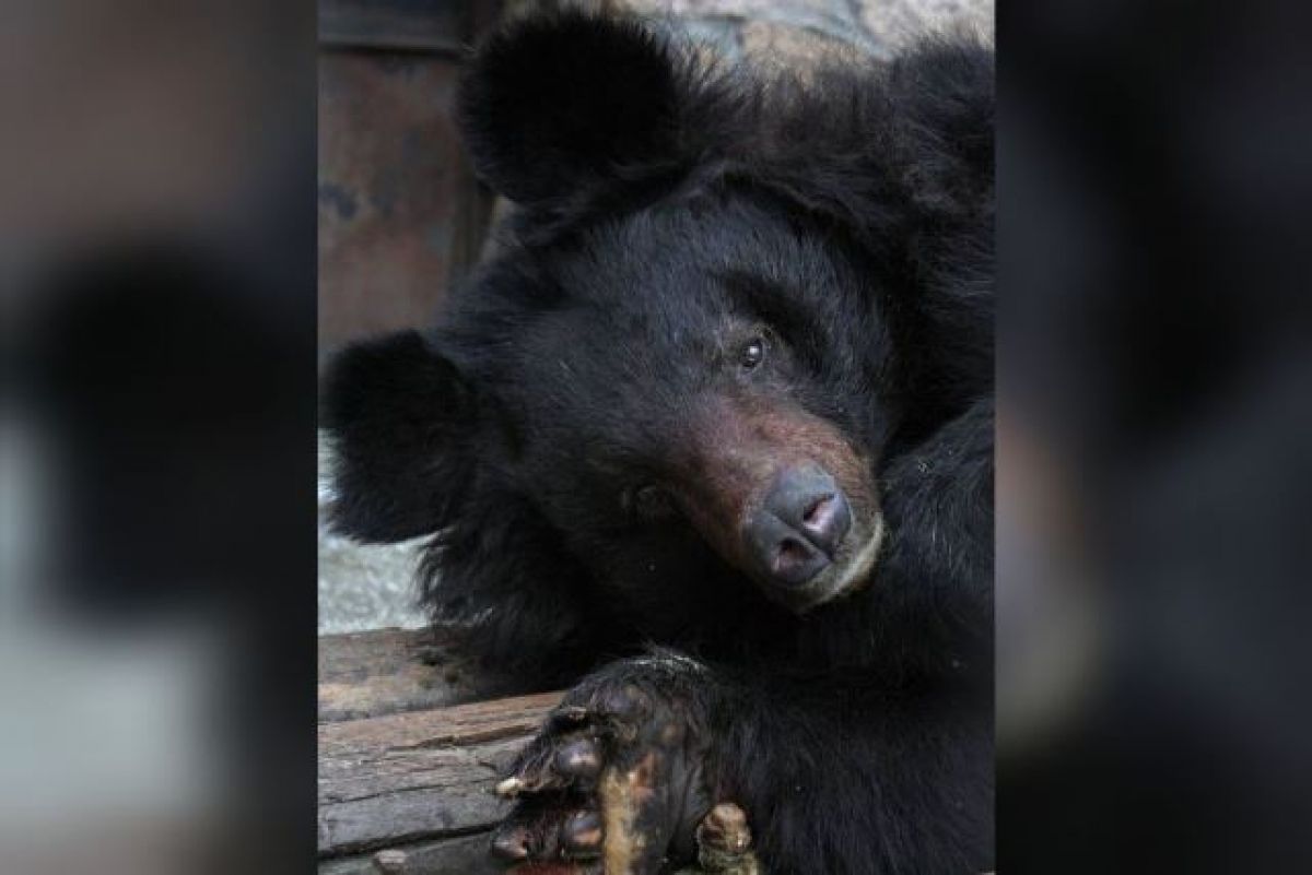 Почему медведи умирают. Зоопарк Челябинск медведи. Медведь в зоопарке. Медвежонок гималайского медведя.