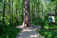 Царица-сосна получила статус "Дерево - памятник живой природы"