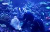 Смотритель Лондонского зоопарка измеряет коралл
