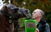 Смотритель Лондонского зоопарка взвешивает верблюда