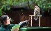 Смотритель Лондонского зоопарка взвешивает сову