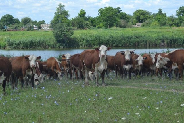 Таких мясных герефордов выращивают фермеры в Новоалександровском округе.