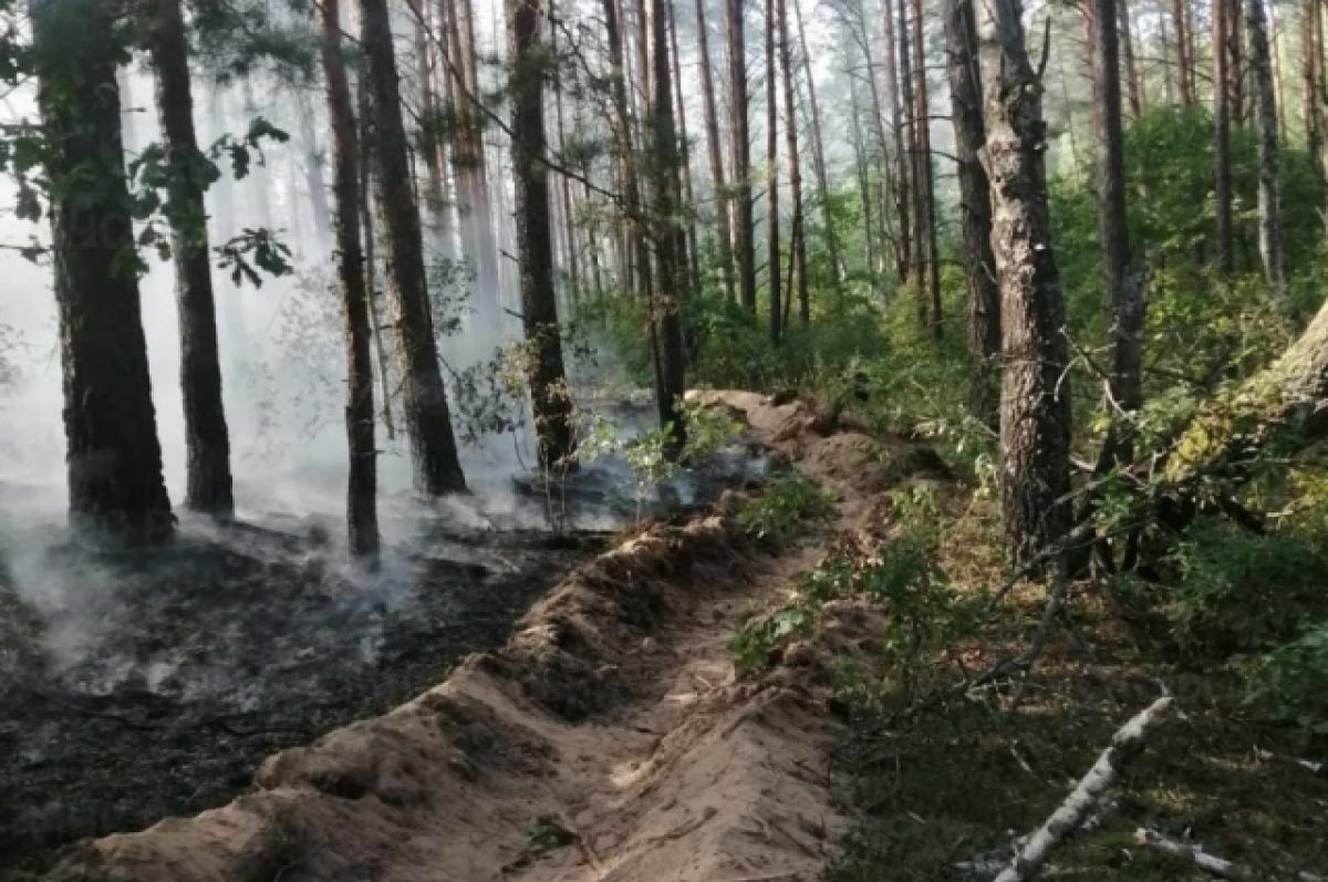 Брянские пожарные потушили лес в Новозыбковском районе