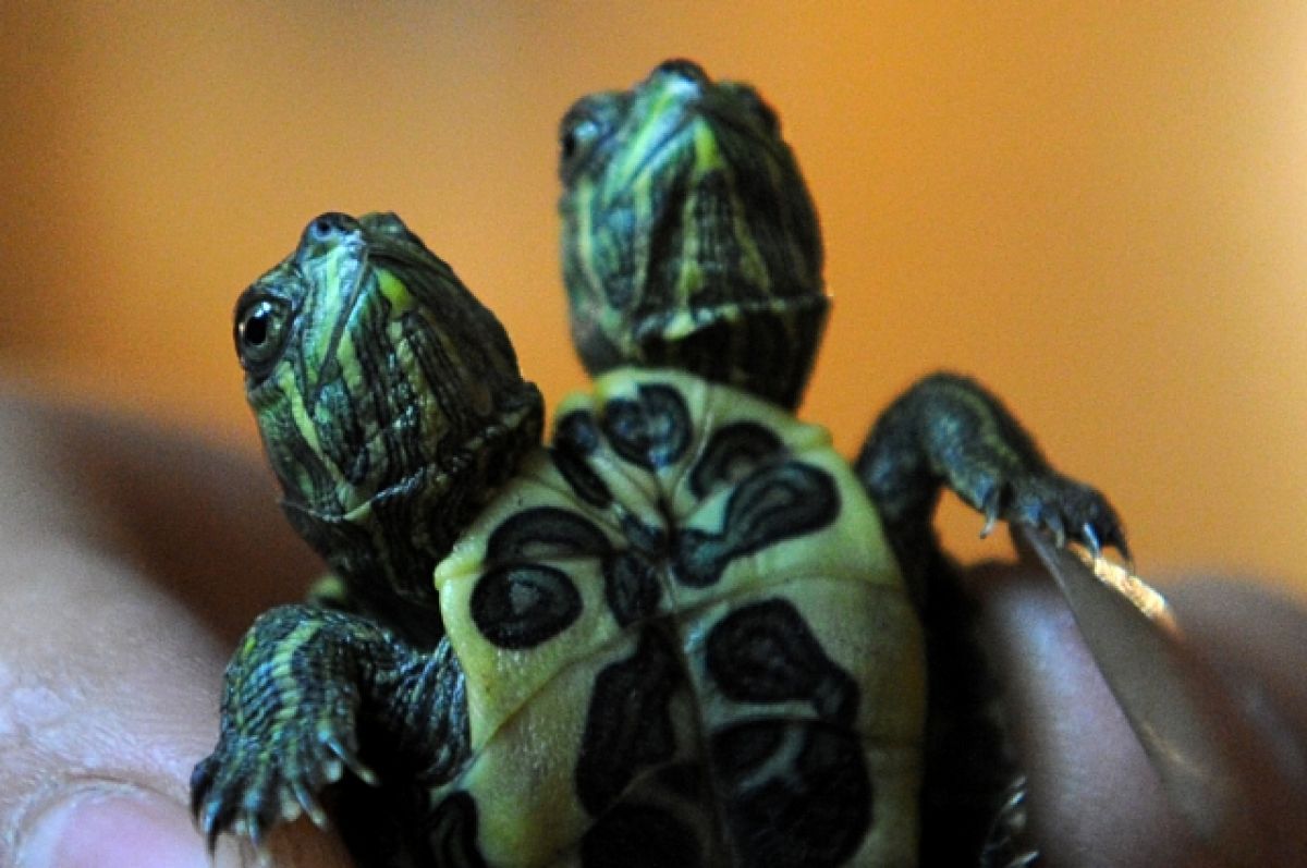 Самая старая в мире двухголовая черепаха отметила 25-летний юбилей
